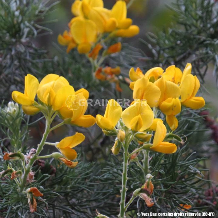 Genêt corse, Broom Decorticans, Adenocarpus decorticans image